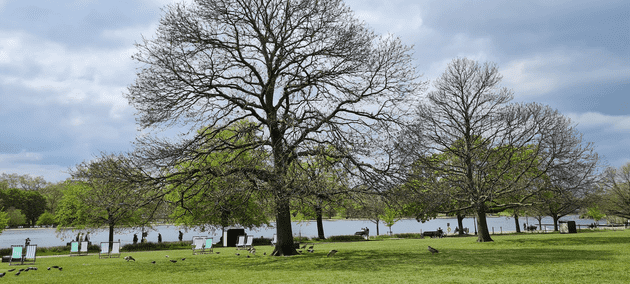 Una laguna y muchos árboles en Hyde Park